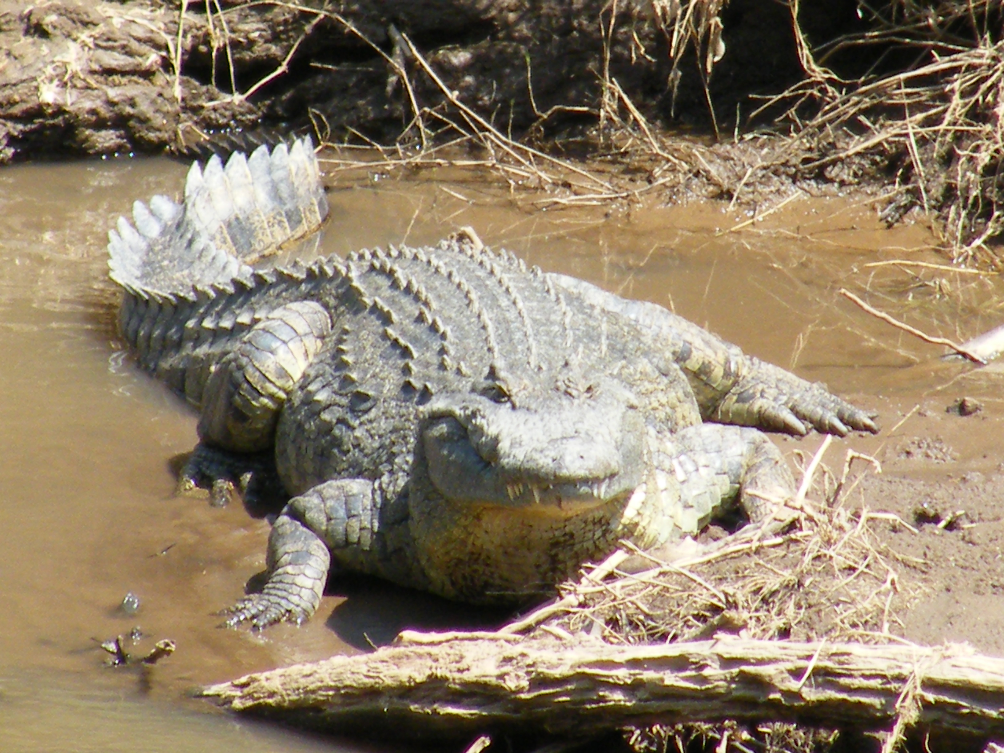 GP croc