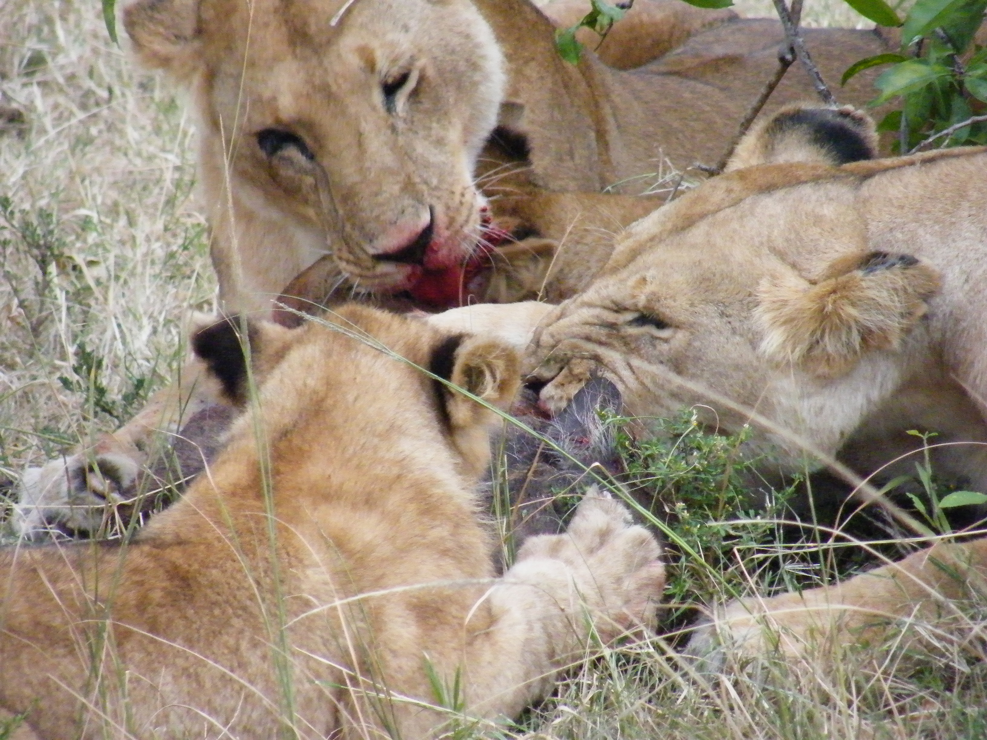 GP lion