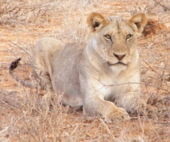 Lion small