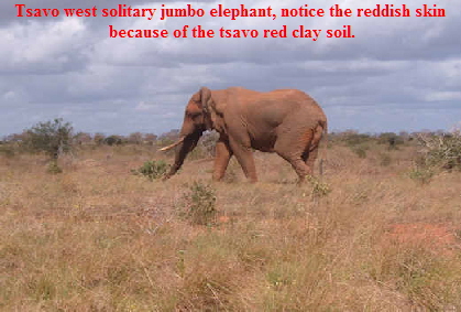 Jumbo