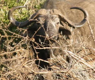 buffalo small