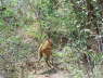 Antelope