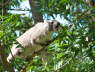 Rock hyrax