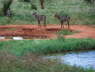 Water buck