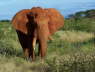 Afternoon game drive
