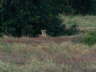 Afternoon game drive