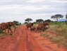 Afternoon game drive