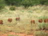 Afternoon game drive