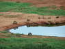 Water hole
