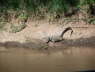Crocodile