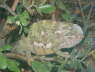 Chameleon