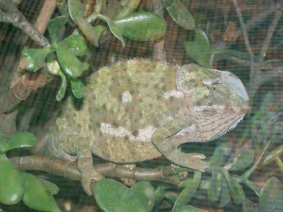 Chameleon