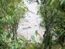 Hippos in the Mara river