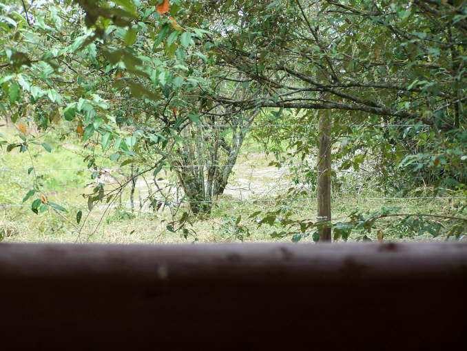 View from the tent