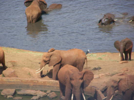 Voi Safari Lodge