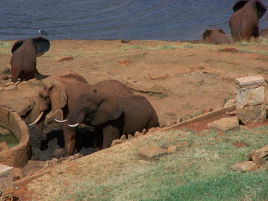 Voi Safari Lodge