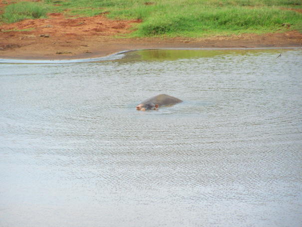 Voi Wildlife Lodge