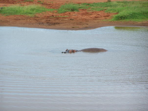 Voi Wildlife Lodge