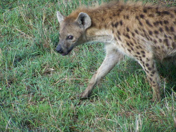 Kenya Dec 2009 845