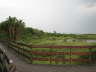 Keekorok walkway to hippo pool