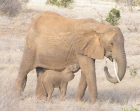 elephant small