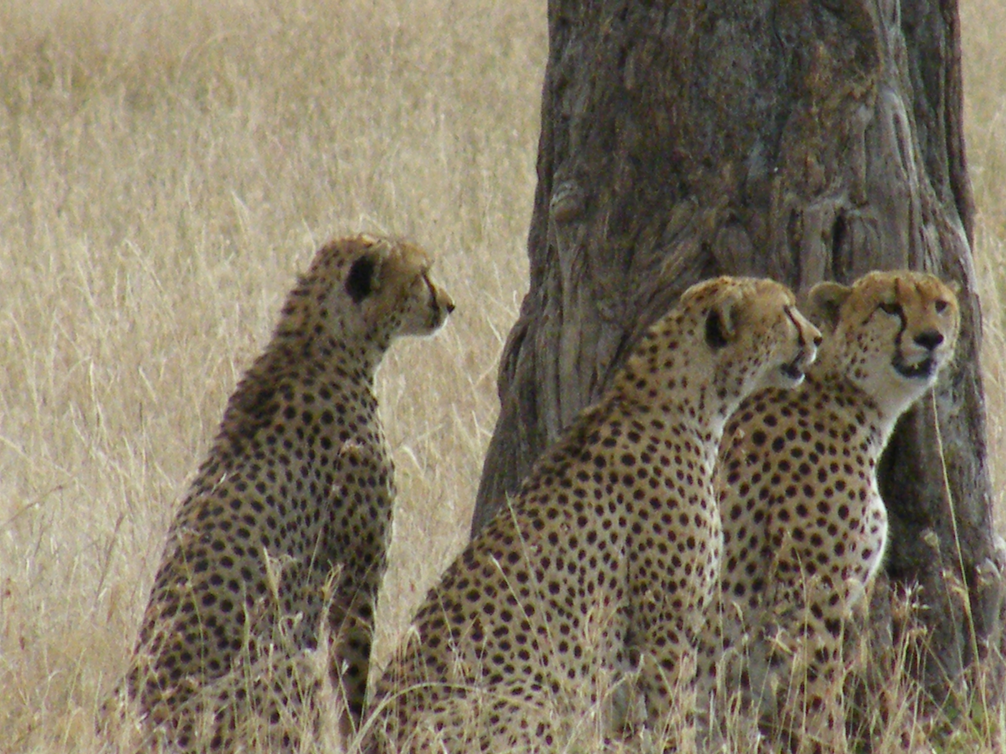 gp cheetah