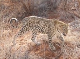 leopard small