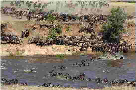 wildebeest 1st Aug
